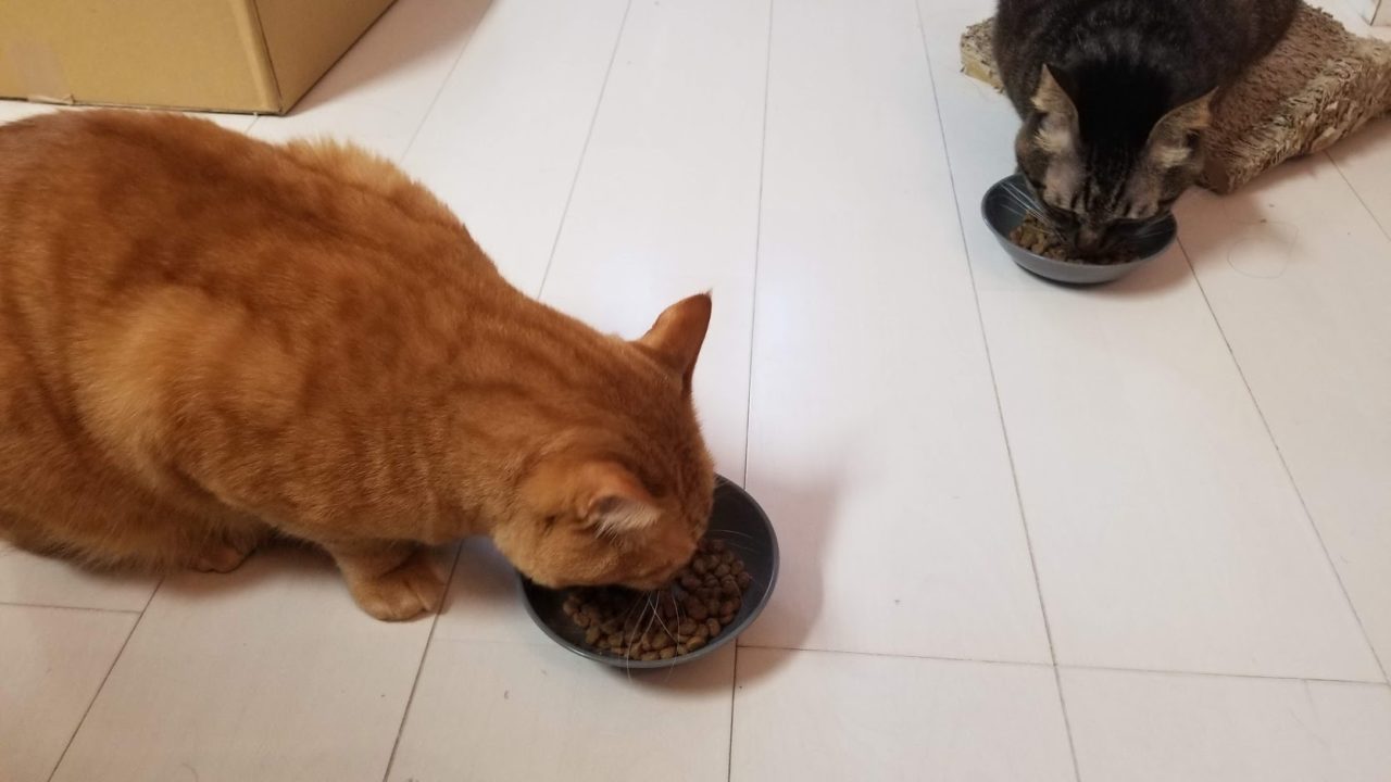 どの猫も食いつきが良いです！